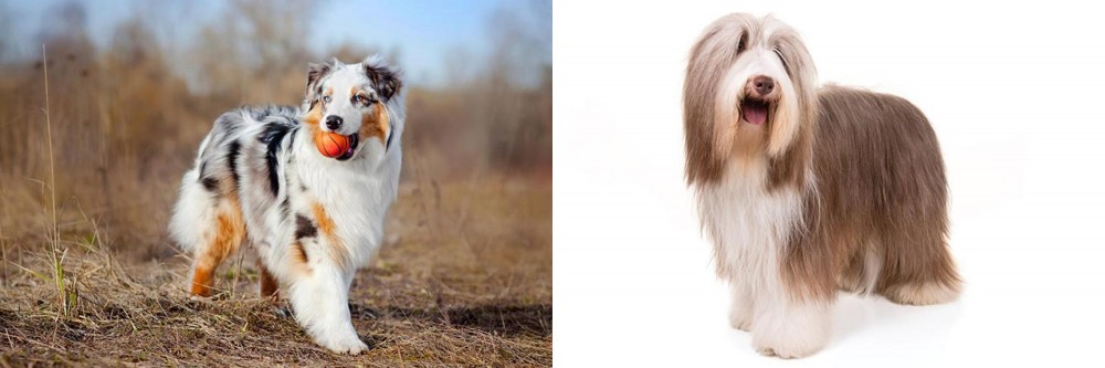 Bearded Collie vs Australian Shepherd - Breed Comparison