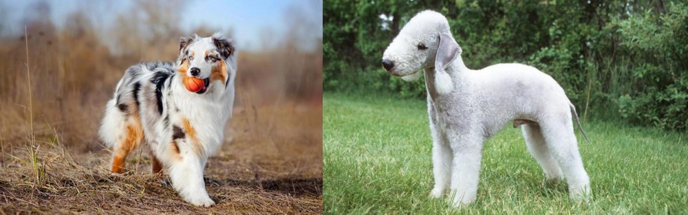 Bedlington Terrier vs Australian Shepherd - Breed Comparison