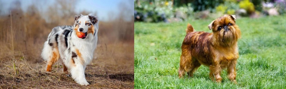 Belgian Griffon vs Australian Shepherd - Breed Comparison