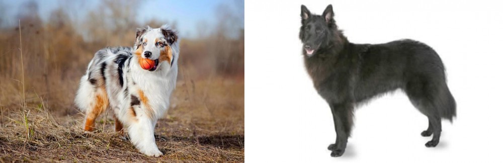 Belgian Shepherd vs Australian Shepherd - Breed Comparison