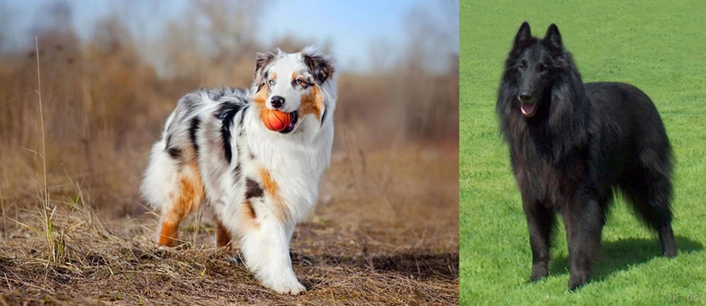 Belgian Shepherd Dog (Groenendael) vs Australian Shepherd - Breed Comparison
