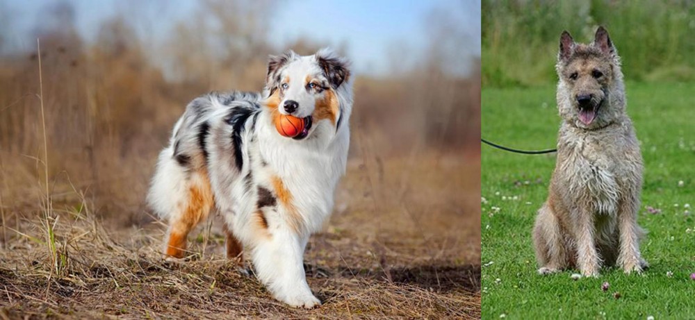Belgian Shepherd Dog (Laekenois) vs Australian Shepherd - Breed Comparison