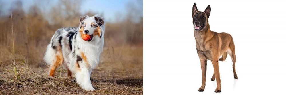 Belgian Shepherd Dog (Malinois) vs Australian Shepherd - Breed Comparison