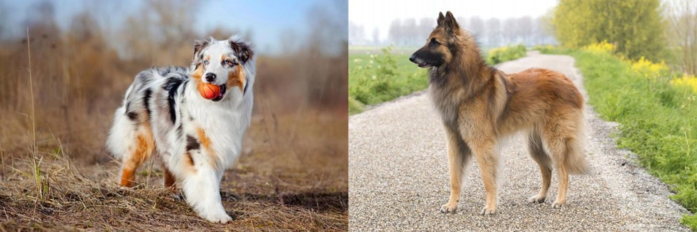 Belgian Shepherd Dog (Tervuren) vs Australian Shepherd - Breed Comparison