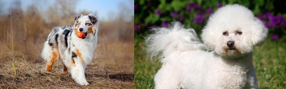 Bichon Frise vs Australian Shepherd - Breed Comparison
