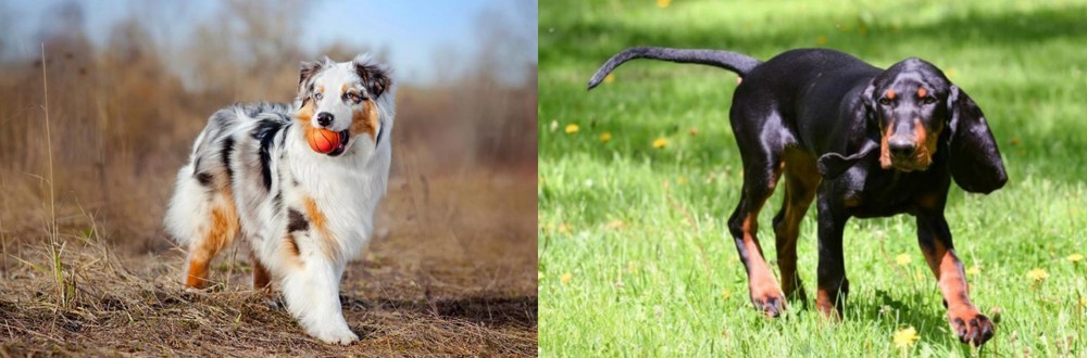 Black and Tan Coonhound vs Australian Shepherd - Breed Comparison
