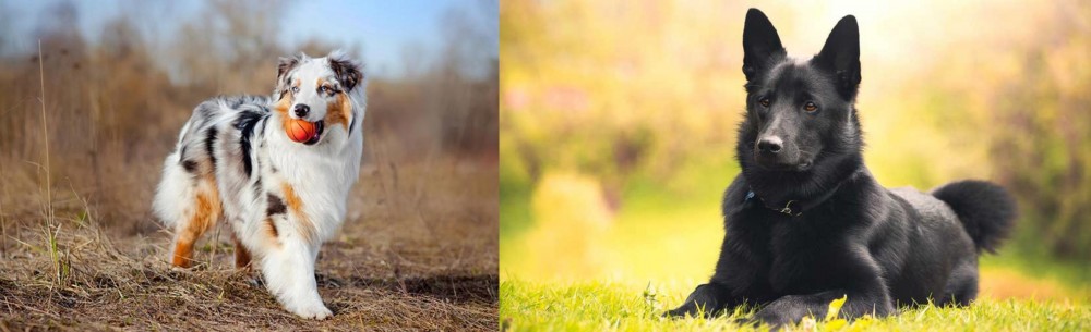 Black Norwegian Elkhound vs Australian Shepherd - Breed Comparison