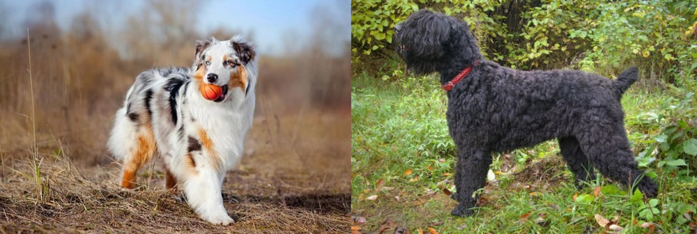 Black Russian Terrier vs Australian Shepherd - Breed Comparison