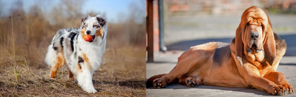 Bloodhound vs Australian Shepherd - Breed Comparison