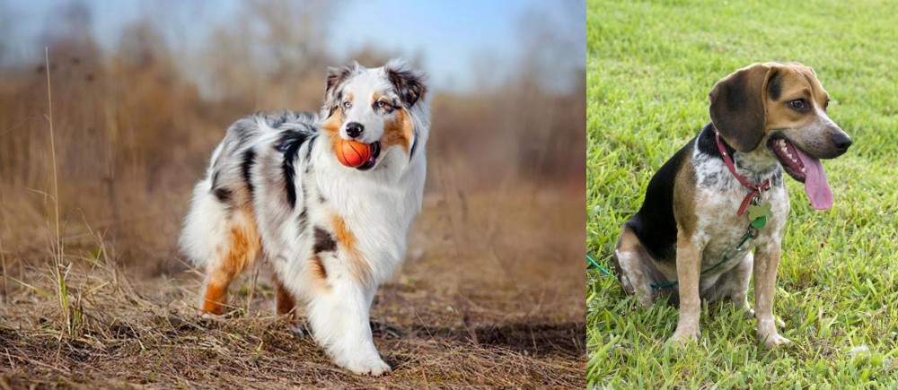Bluetick Beagle vs Australian Shepherd - Breed Comparison