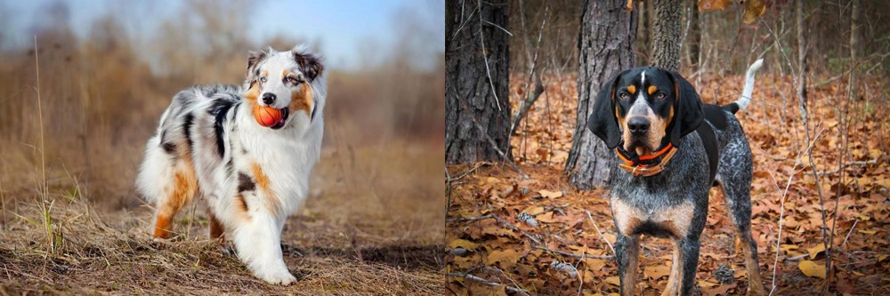 Bluetick Coonhound vs Australian Shepherd - Breed Comparison