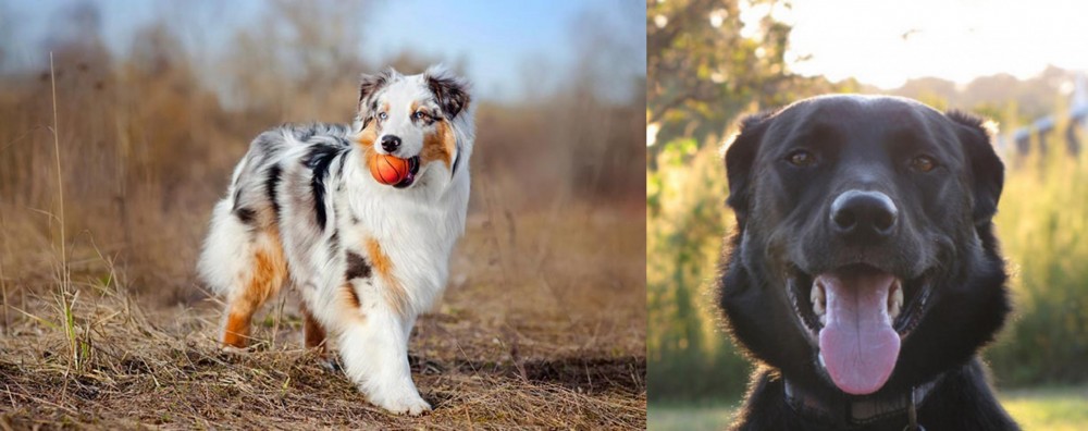 Borador vs Australian Shepherd - Breed Comparison