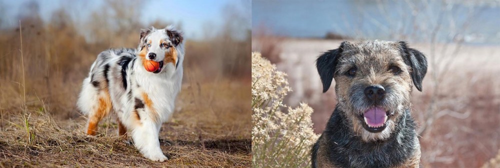 Border Terrier vs Australian Shepherd - Breed Comparison