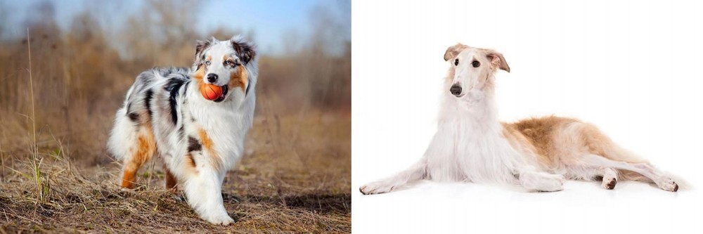 Borzoi vs Australian Shepherd - Breed Comparison