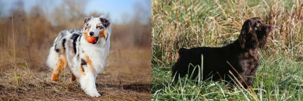 Boykin Spaniel vs Australian Shepherd - Breed Comparison