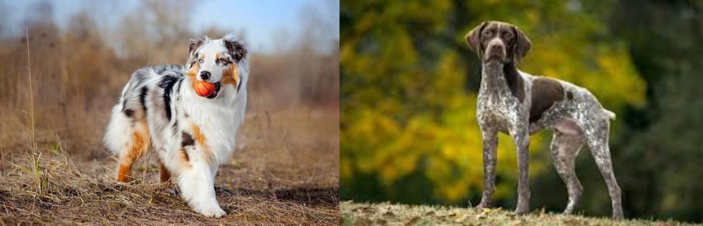 Braque Francais (Gascogne Type) vs Australian Shepherd - Breed Comparison