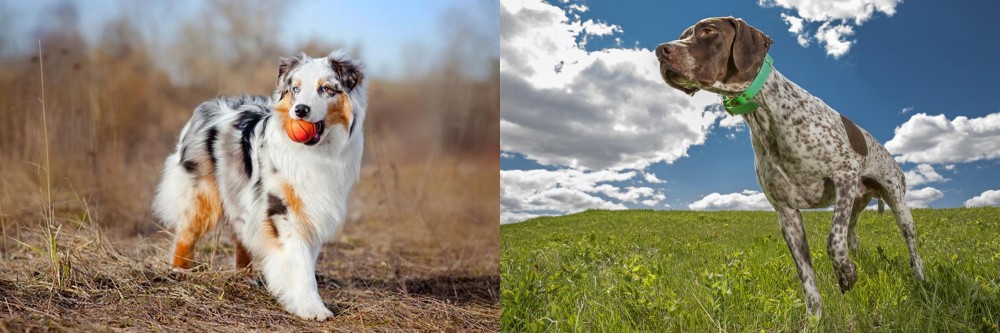 Braque Francais (Pyrenean Type) vs Australian Shepherd - Breed Comparison