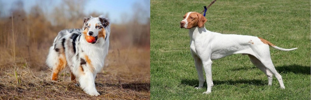 Braque Saint-Germain vs Australian Shepherd - Breed Comparison