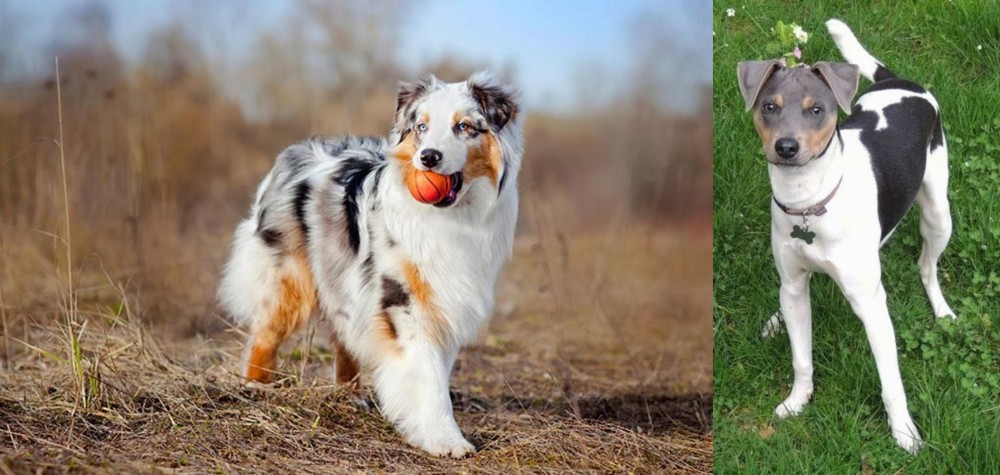 Brazilian Terrier vs Australian Shepherd - Breed Comparison