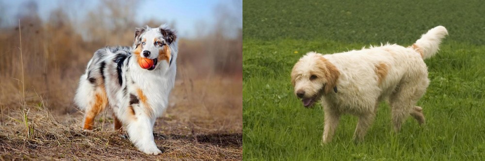 Briquet Griffon Vendeen vs Australian Shepherd - Breed Comparison