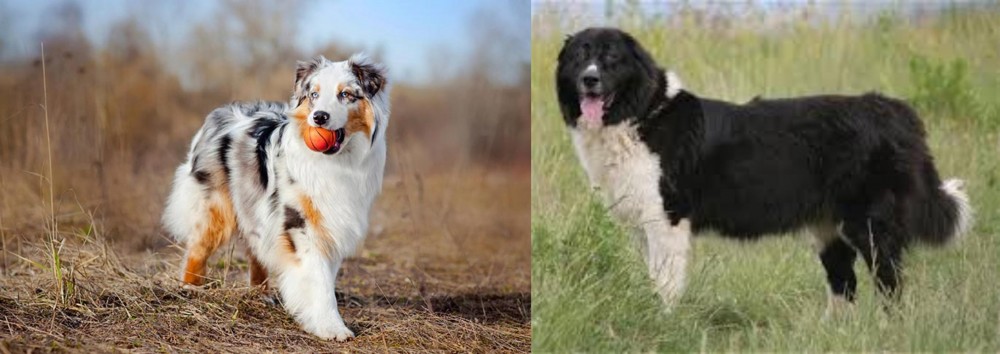 Bulgarian Shepherd vs Australian Shepherd - Breed Comparison