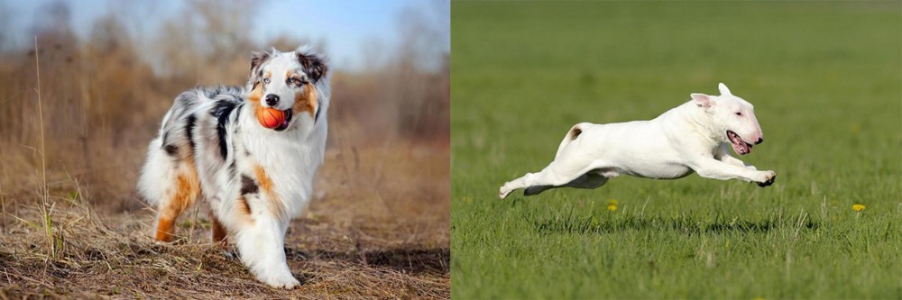 Bull Terrier vs Australian Shepherd - Breed Comparison