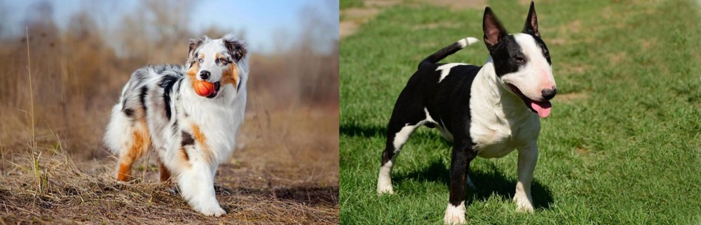 Bull Terrier Miniature vs Australian Shepherd - Breed Comparison