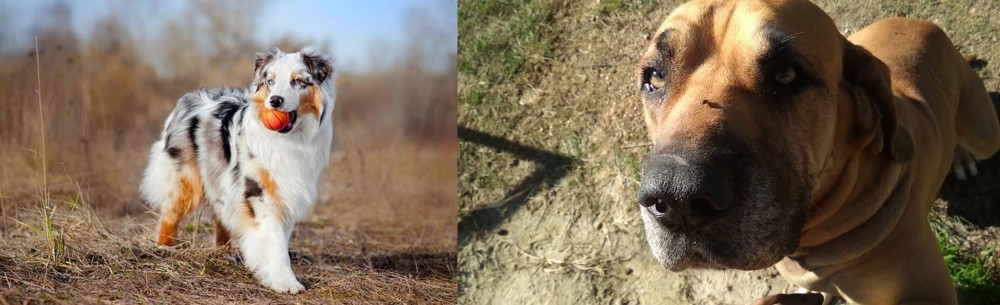 Cabecudo Boiadeiro vs Australian Shepherd - Breed Comparison