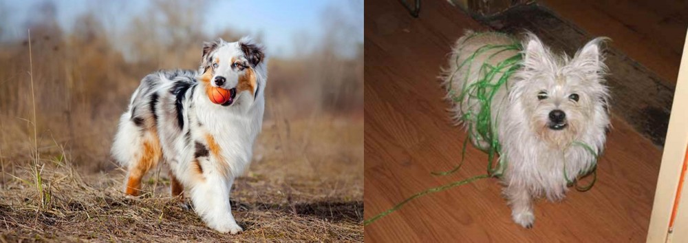Cairland Terrier vs Australian Shepherd - Breed Comparison