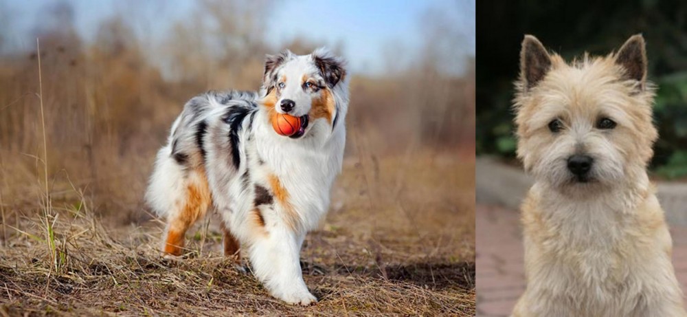Cairn Terrier vs Australian Shepherd - Breed Comparison