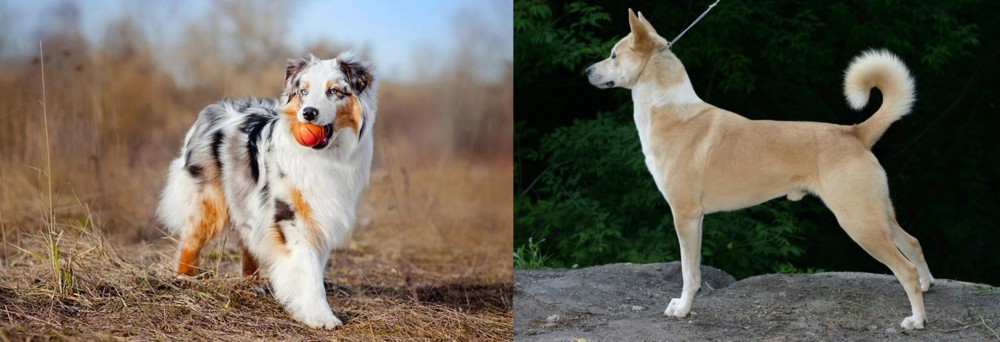 Canaan Dog vs Australian Shepherd - Breed Comparison