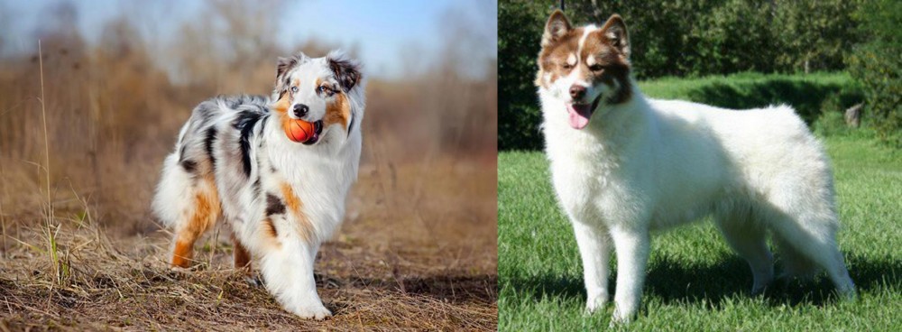 Canadian Eskimo Dog vs Australian Shepherd - Breed Comparison
