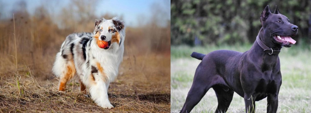 Canis Panther vs Australian Shepherd - Breed Comparison