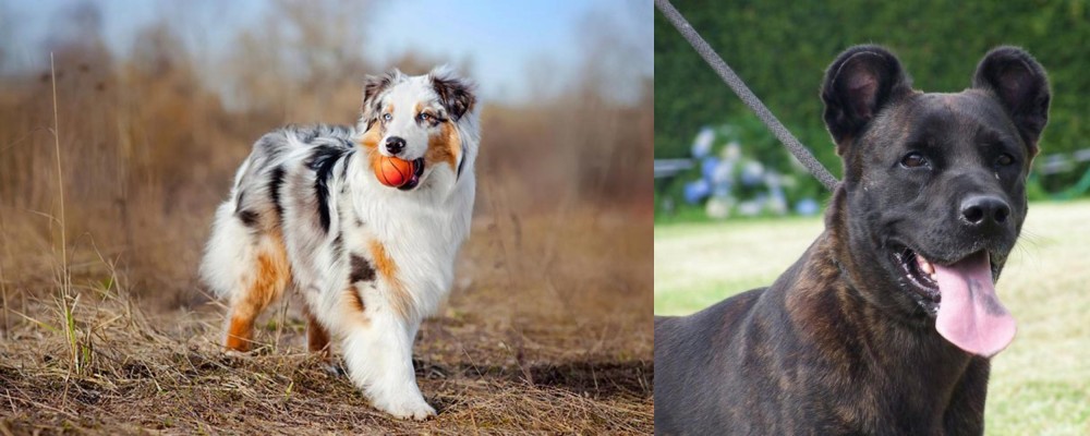 Cao Fila de Sao Miguel vs Australian Shepherd - Breed Comparison