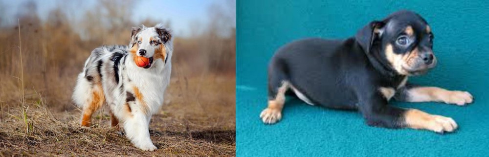Carlin Pinscher vs Australian Shepherd - Breed Comparison