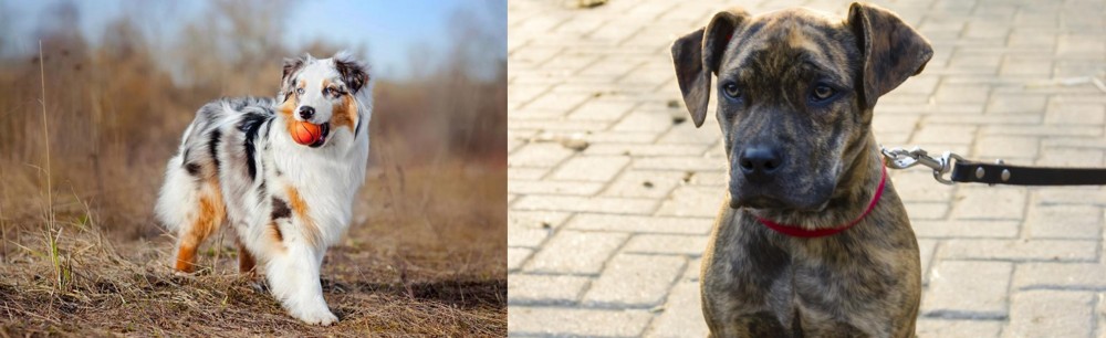Catahoula Bulldog vs Australian Shepherd - Breed Comparison