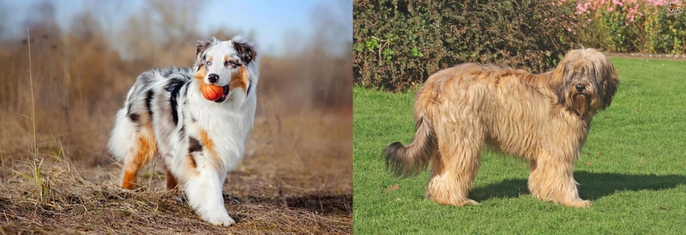 Catalan Sheepdog vs Australian Shepherd - Breed Comparison