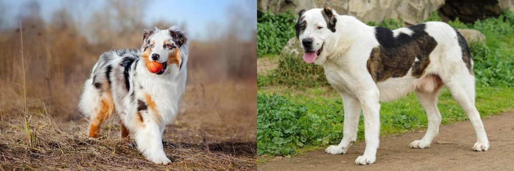 Central Asian Shepherd vs Australian Shepherd - Breed Comparison
