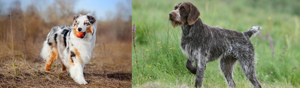 Cesky Fousek vs Australian Shepherd - Breed Comparison