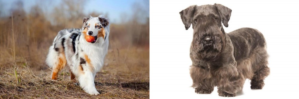 Cesky Terrier vs Australian Shepherd - Breed Comparison