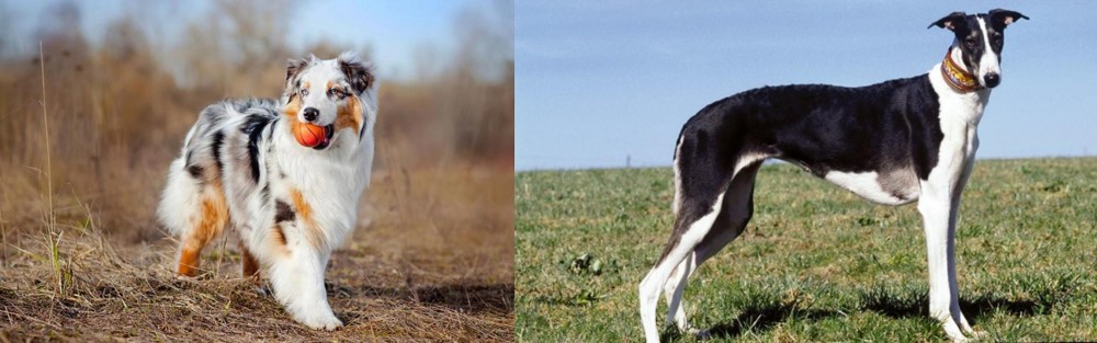 Chart Polski vs Australian Shepherd - Breed Comparison