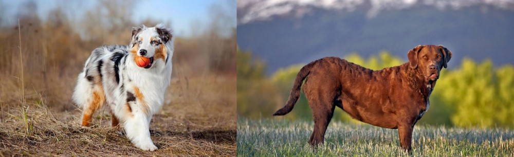 Chesapeake Bay Retriever vs Australian Shepherd - Breed Comparison