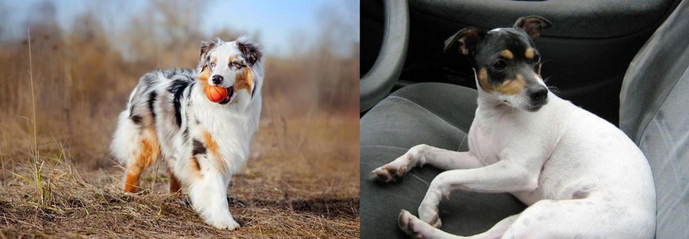 Chilean Fox Terrier vs Australian Shepherd - Breed Comparison