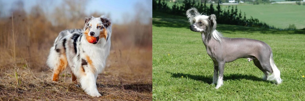 Chinese Crested Dog vs Australian Shepherd - Breed Comparison