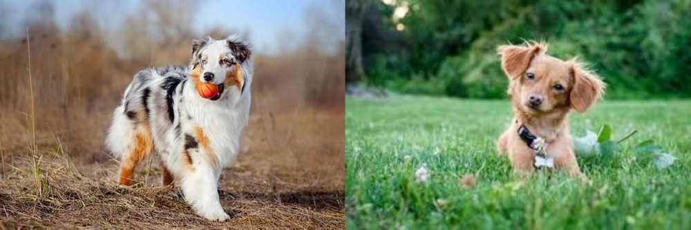 Chiweenie vs Australian Shepherd - Breed Comparison