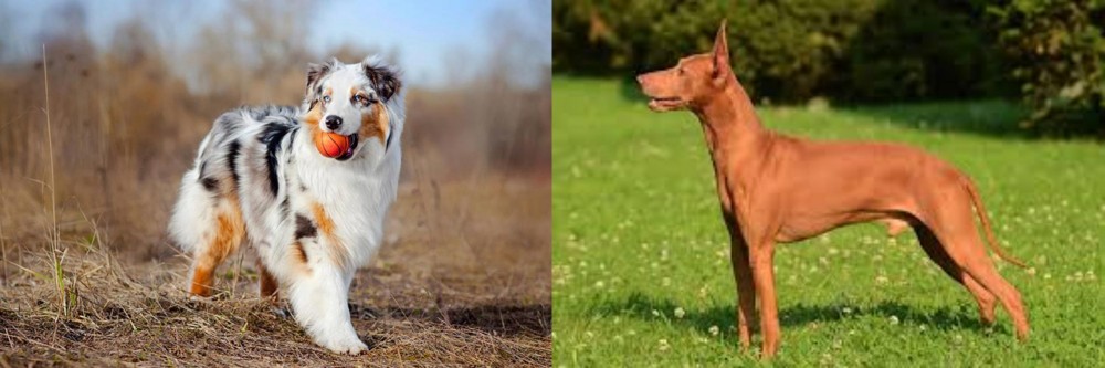 Cirneco dell'Etna vs Australian Shepherd - Breed Comparison