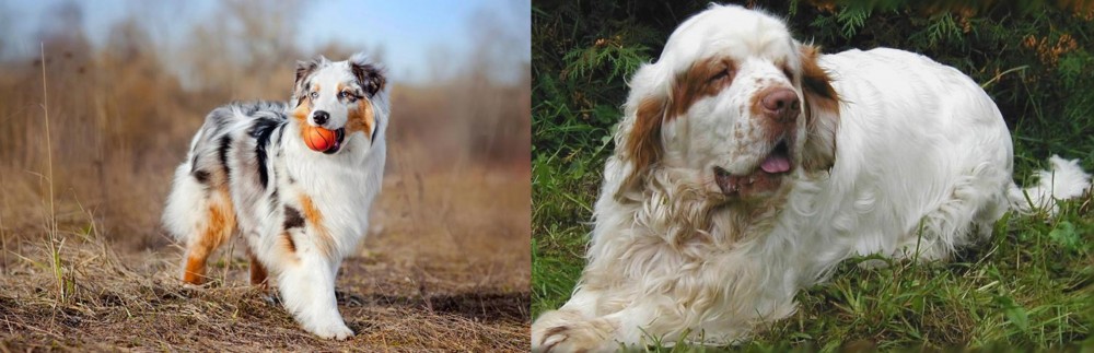 Clumber Spaniel vs Australian Shepherd - Breed Comparison