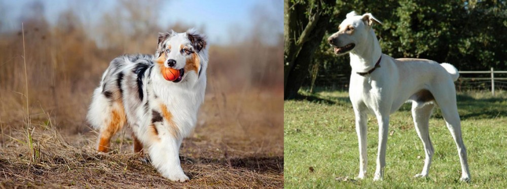 Cretan Hound vs Australian Shepherd - Breed Comparison