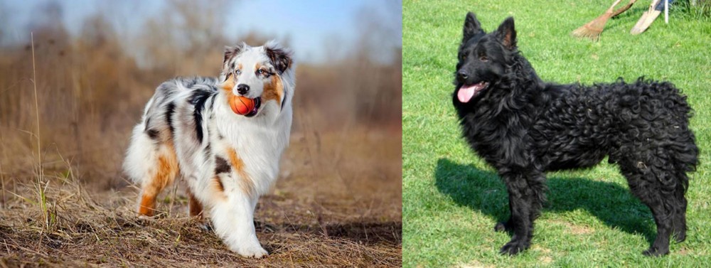 Croatian Sheepdog vs Australian Shepherd - Breed Comparison