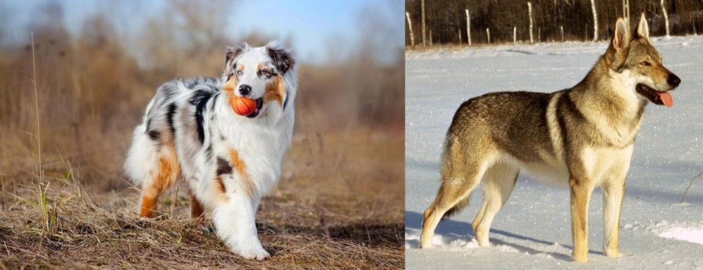 Czechoslovakian Wolfdog vs Australian Shepherd - Breed Comparison